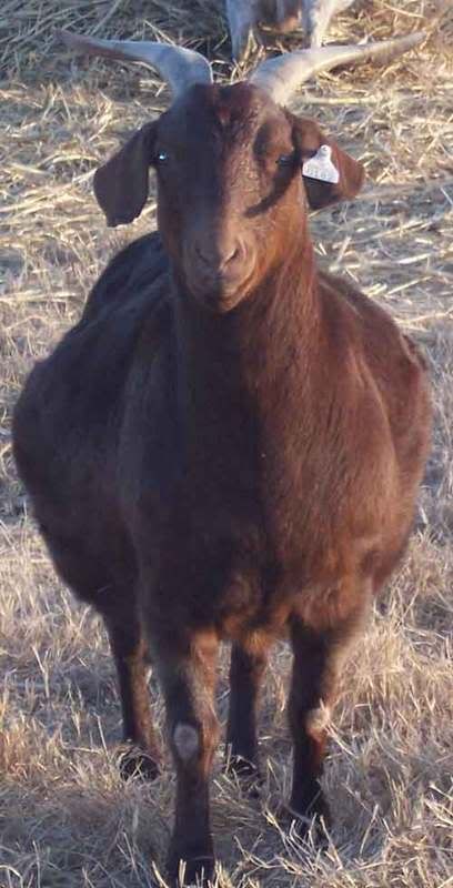Prego or problem?? - Goats