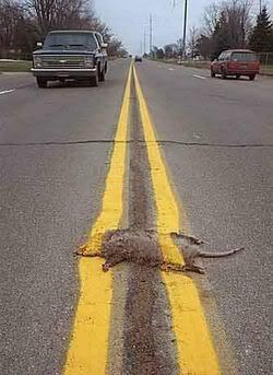 roadkill_250.jpg