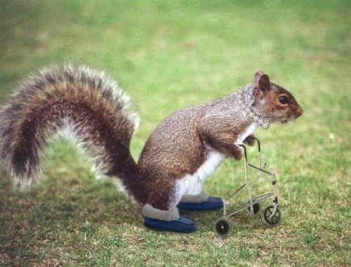 Squirrel20Senoir20Funny.jpg