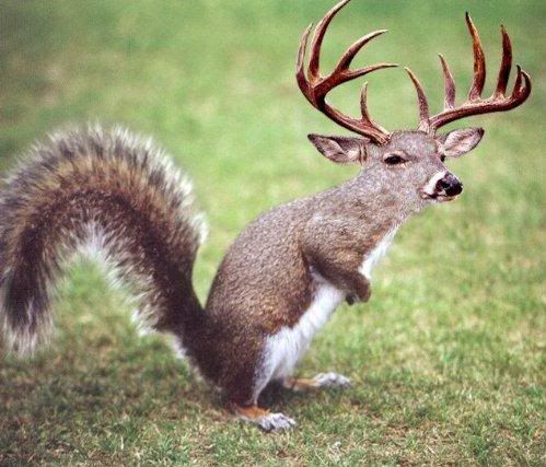 White20Tailed20Squirrel.jpg