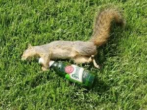 funny-pictures-animals-squirel-beer.jpg