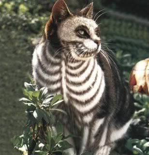 halloweencat.jpg