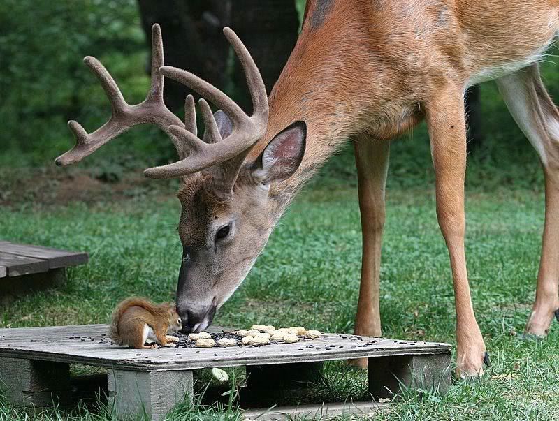 squirreldeer.jpg