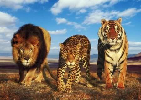 Warrior Ancestors - Lion, Tiger, Leopard banner