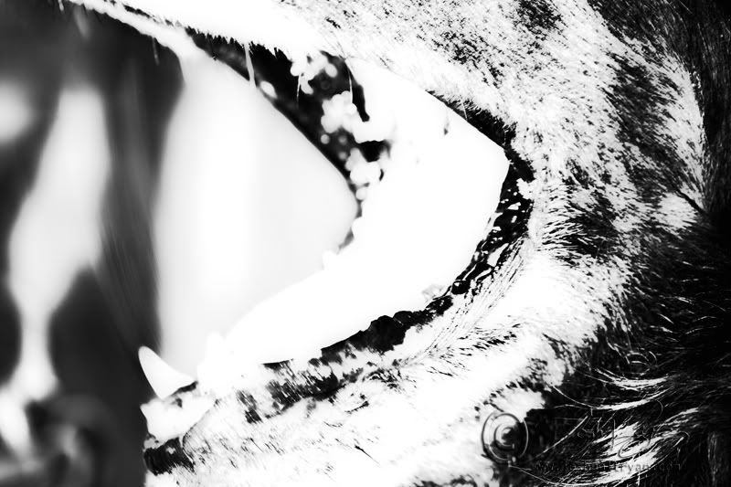 IMAGE: http://i107.photobucket.com/albums/m305/blisshead_2006/bite.jpg