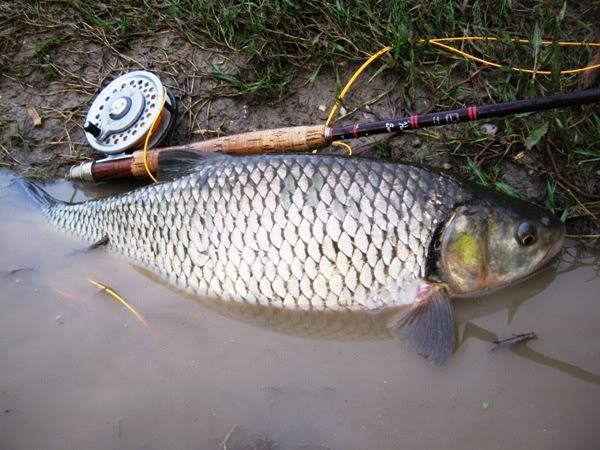 Sava2507021.jpg
