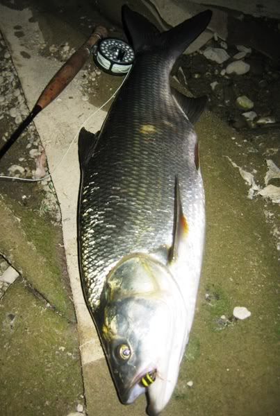 Sava0407021.jpg