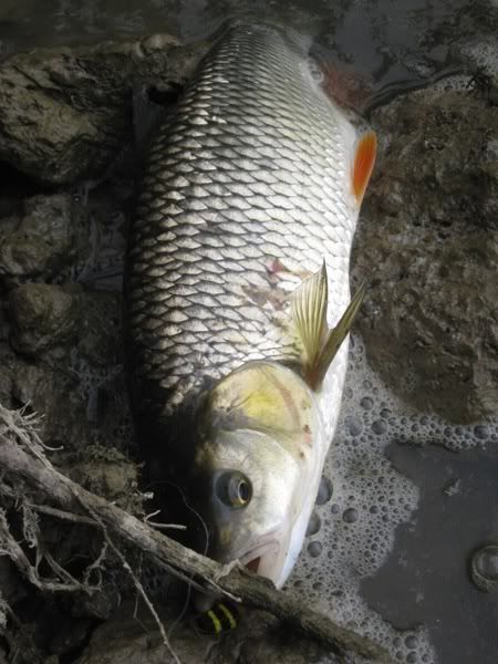 Sava05070694.jpg