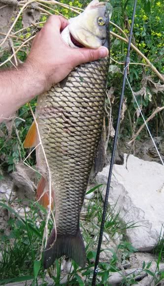 Sava050752cm.jpg