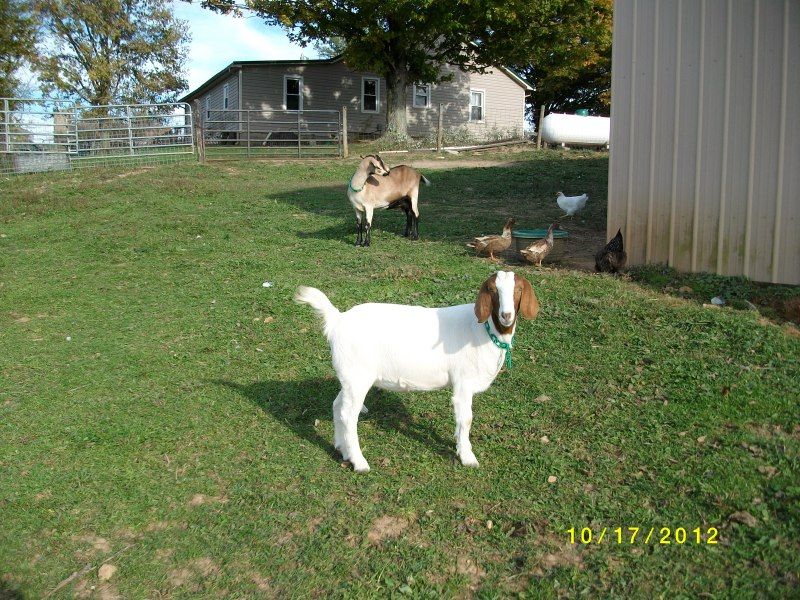 New pics of the goats - Goats