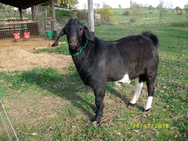 New pics of the goats - Goats