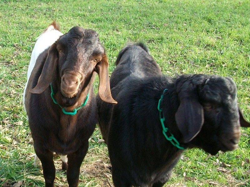 New pics of the goats - Goats