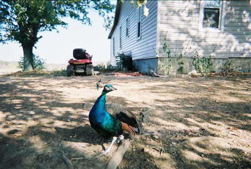 Kentucky Homesteaders? - Homesteading Questions