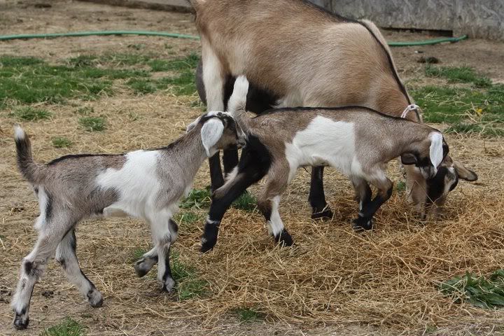 Pics of my new doe - Goats