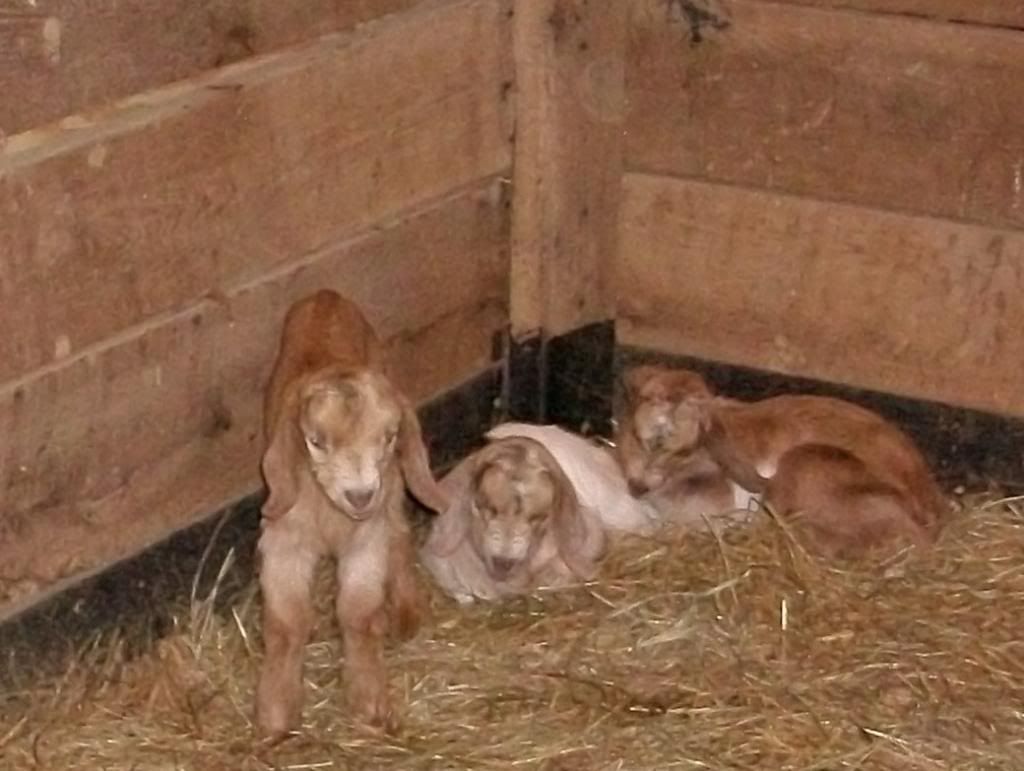 Update Dolly's kids pics - Goats