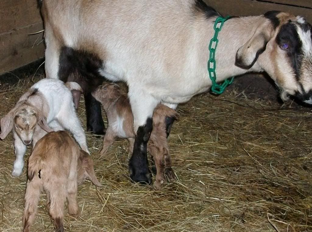 Update Dolly's kids pics - Goats