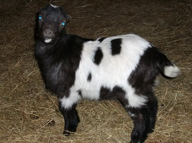 Update to "Really Disappointed" - Homesteading Questions