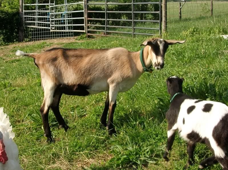 Pics of my new doe - Goats