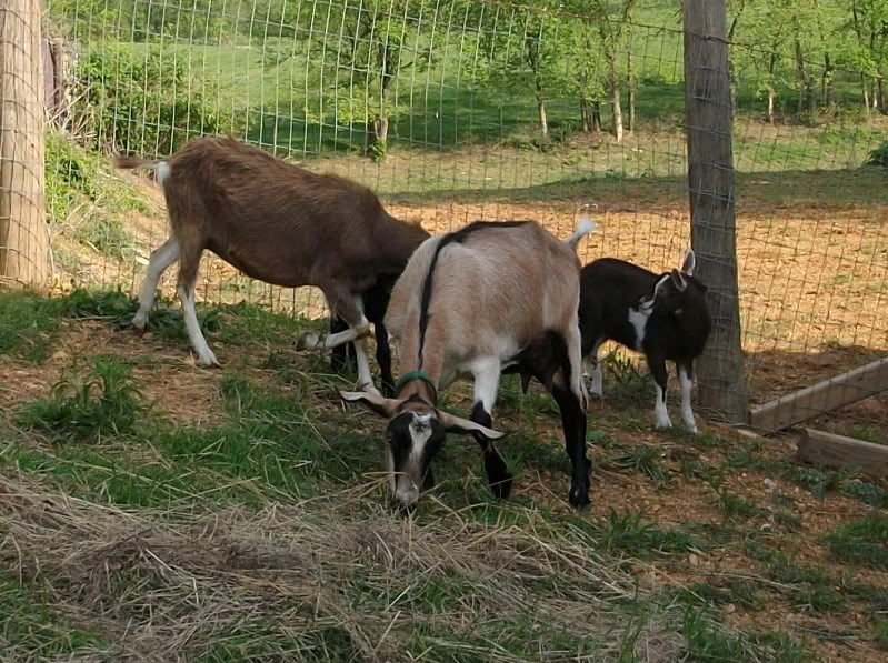 Pics of my new doe - Goats