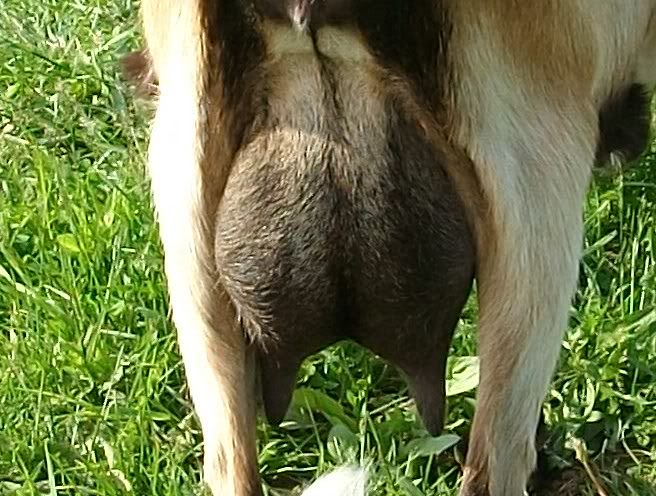 Pics of my new doe - Goats