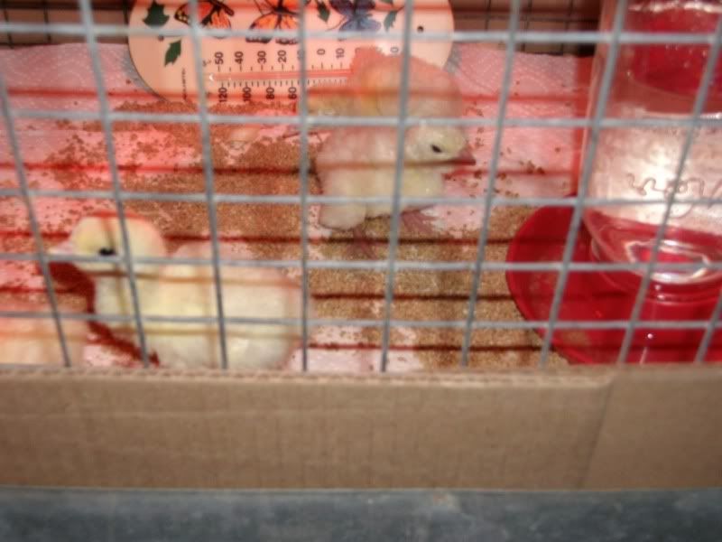 Santa came early! - Homesteading Questions