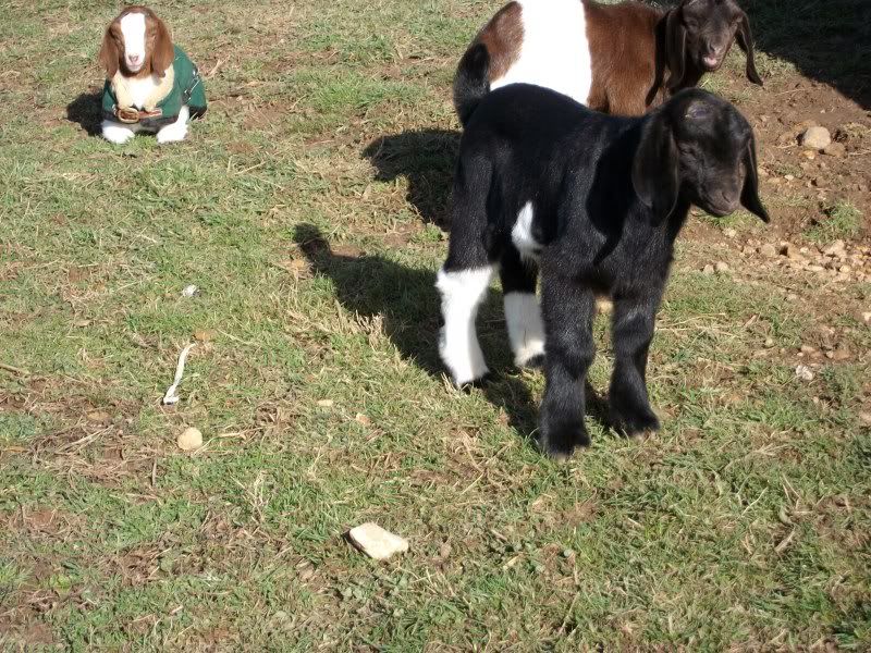 Baby pics, cause w/o pics they really don't exist! - Goats
