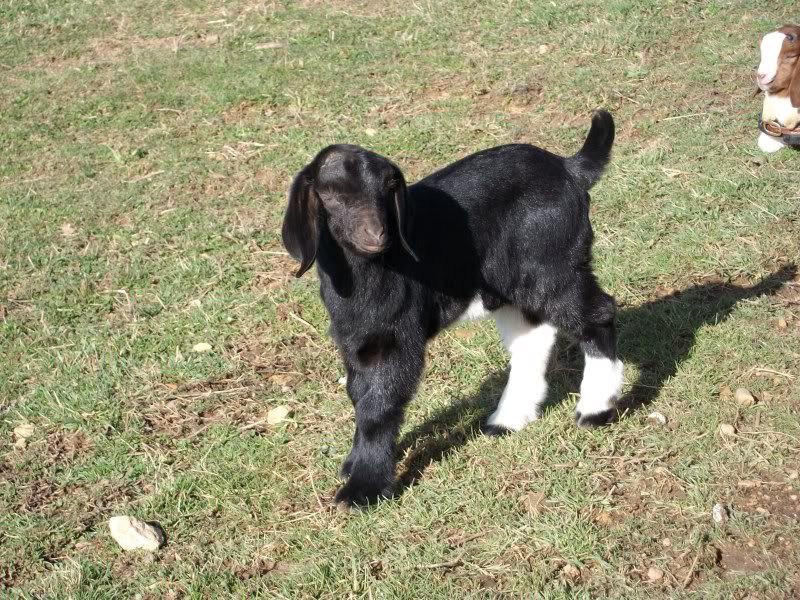 Baby pics, cause w/o pics they really don't exist! - Goats