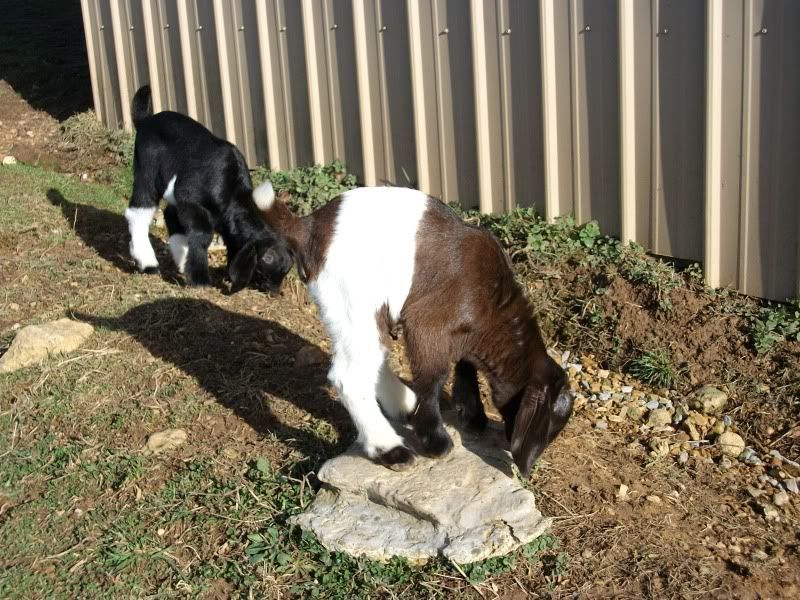 Baby pics, cause w/o pics they really don't exist! - Goats
