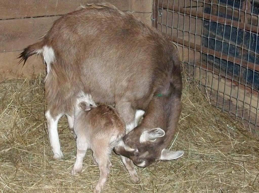 New baby story w/pics - Goats