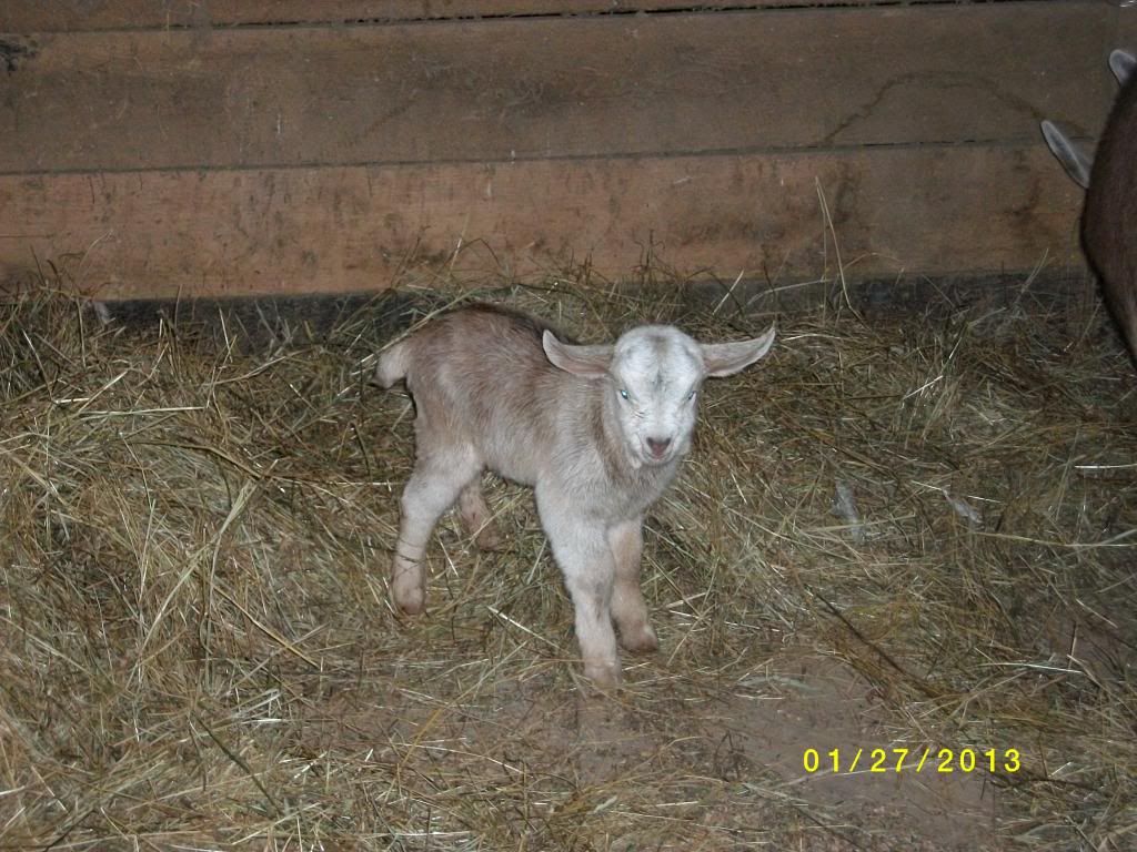 New baby story w/pics - Goats