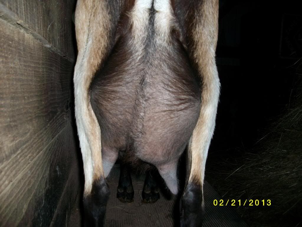 Good news, bad news - Goats