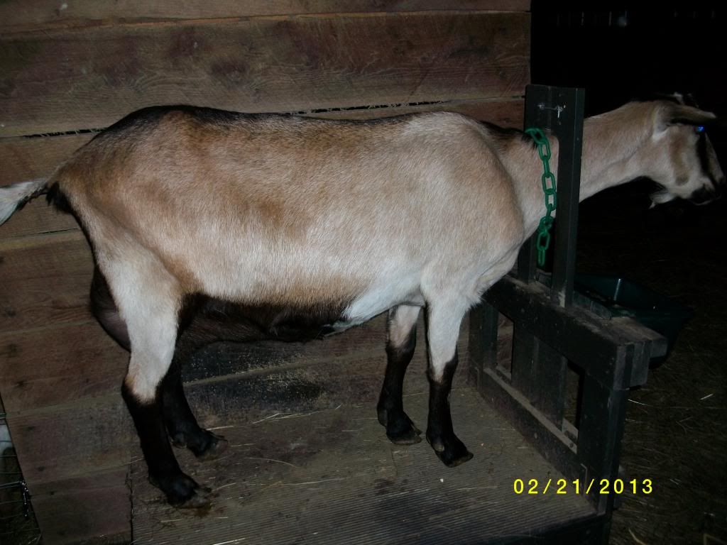 Good news, bad news - Goats