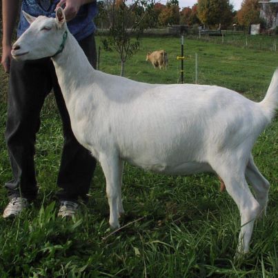 learning about selenium - Goats