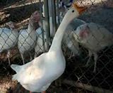 Mother Goose loves her baby turkeys! - Homesteading Questions