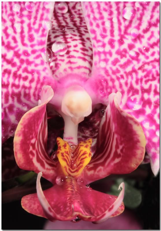 IMAGE: http://i107.photobucket.com/albums/m310/Red73_01/IMG_0715fc_edited-1.jpg