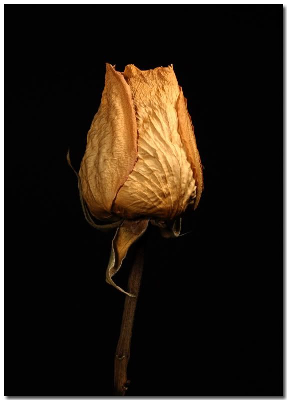 IMAGE: http://i107.photobucket.com/albums/m310/Red73_01/IMG_0882a5x7f.jpg