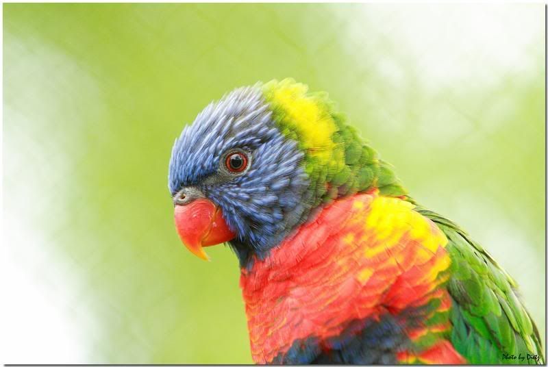 IMAGE: http://i107.photobucket.com/albums/m310/Red73_01/IMG_7127f.jpg