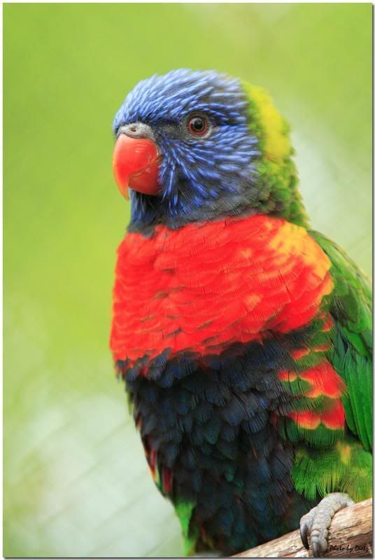 IMAGE: http://i107.photobucket.com/albums/m310/Red73_01/IMG_7129f.jpg