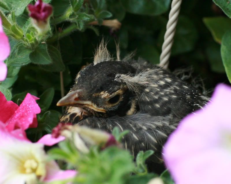 IMAGE: http://i107.photobucket.com/albums/m310/Red73_01/IMG_9743.jpg