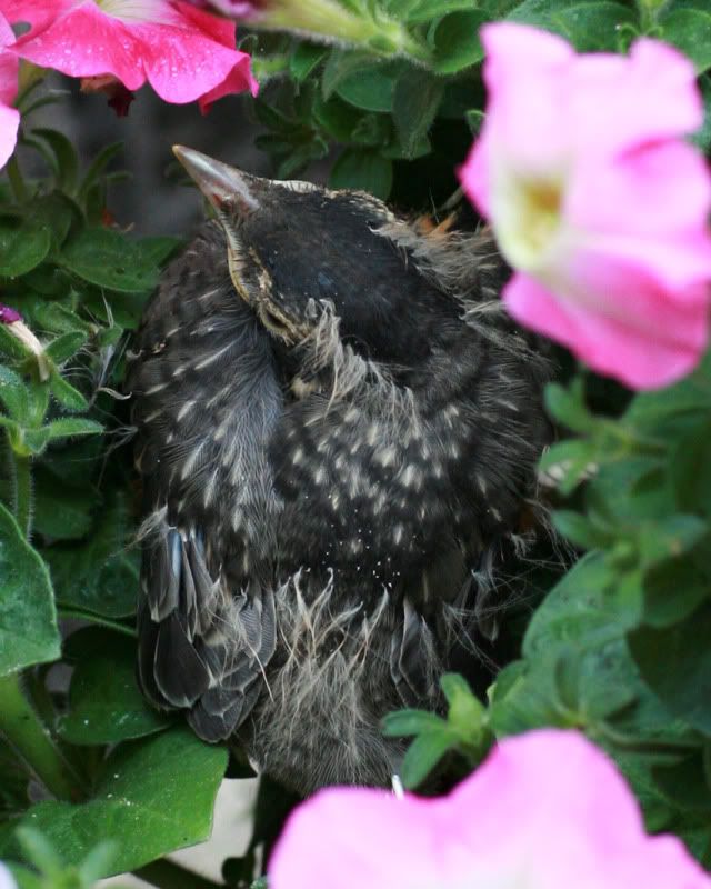 IMAGE: http://i107.photobucket.com/albums/m310/Red73_01/IMG_9750.jpg