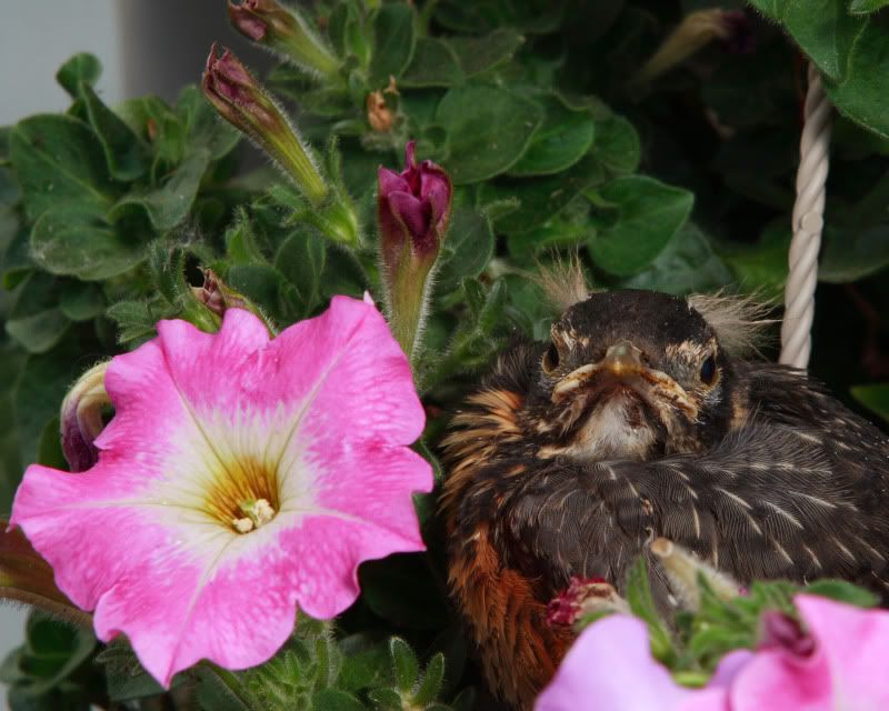 IMAGE: http://i107.photobucket.com/albums/m310/Red73_01/IMG_9774a8x10.jpg