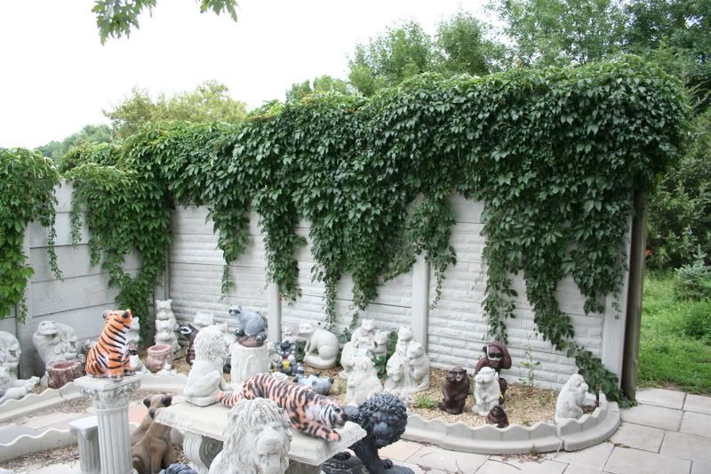 Retaining wall vine
