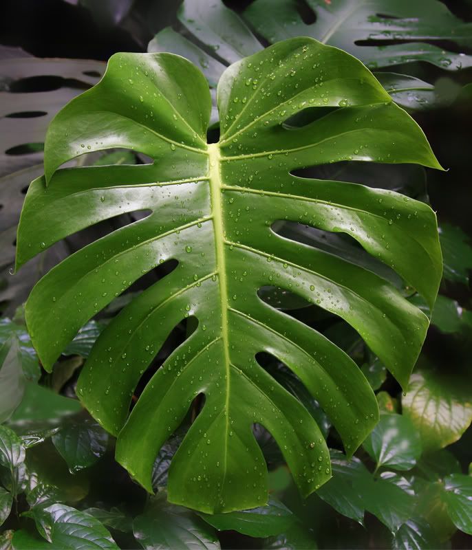 IMAGE: http://i107.photobucket.com/albums/m311/sacmac/2009_0102Image0417.jpg