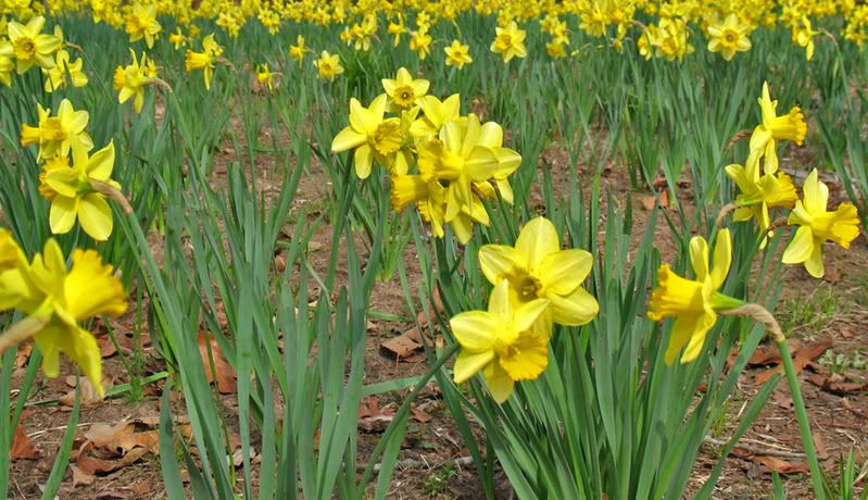 IMAGE: http://i107.photobucket.com/albums/m311/sacmac/DaffodilGarden087-1.jpg