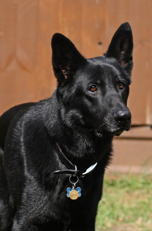 IMAGE: http://i107.photobucket.com/albums/m311/sacmac/SCM_8471.jpg