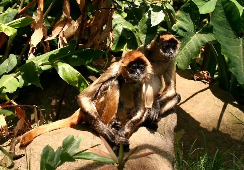 IMAGE: http://i107.photobucket.com/albums/m311/sacmac/_MG_7489.jpg