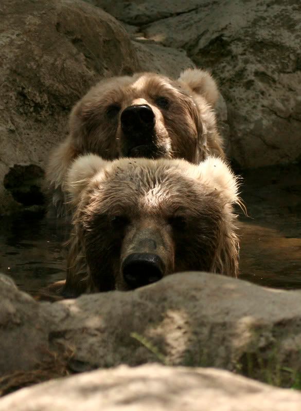 IMAGE: http://i107.photobucket.com/albums/m311/sacmac/_MG_7652.jpg