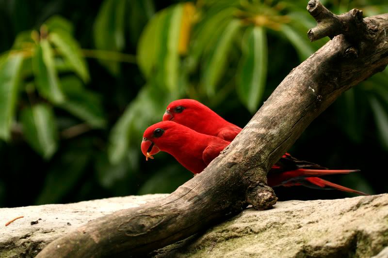 IMAGE: http://i107.photobucket.com/albums/m311/sacmac/_MG_7758.jpg