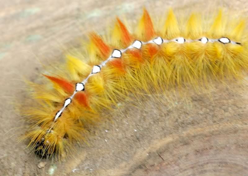 IMAGE: http://i107.photobucket.com/albums/m311/sacmac/_Q5S6379a.jpg