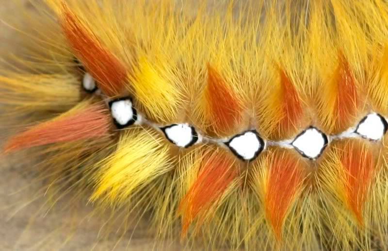 IMAGE: http://i107.photobucket.com/albums/m311/sacmac/_Q5S6385a.jpg